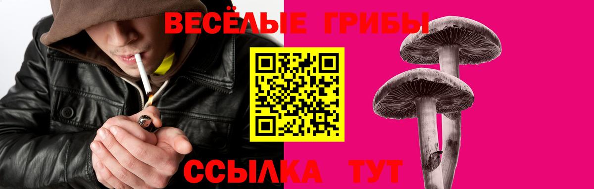 Элиста  Псилоцибиновые грибы Psilocybe  Вход с VPN  Галлюциногенные грибы Psilocybe 